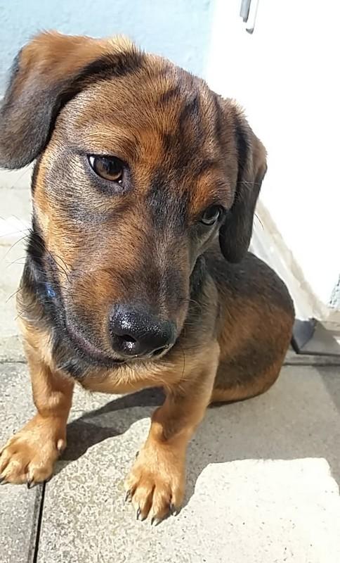 2020 01 30 disparition chien a durningen