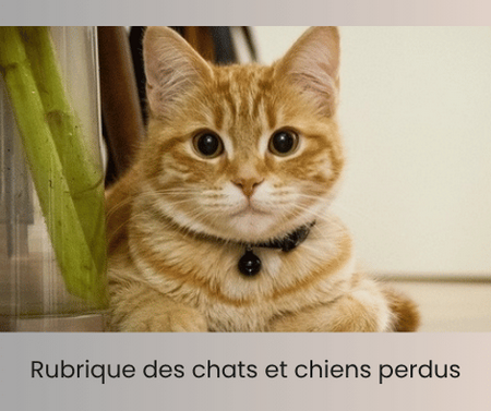 Rubrique chats et chiens perdus